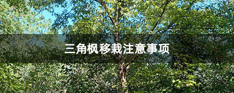 三角枫移栽注意事项