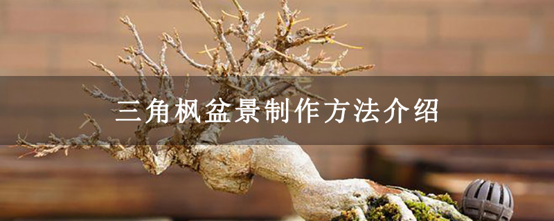 三角枫盆景制作方法介绍