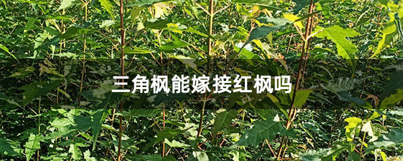三角枫能嫁接红枫吗