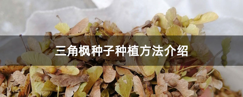 三角枫种子种植方法介绍