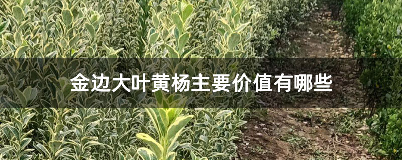 金边大叶黄杨主要价值有哪些