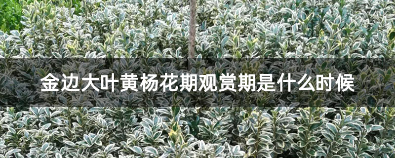 金边大叶黄杨花期观赏期是什么时候