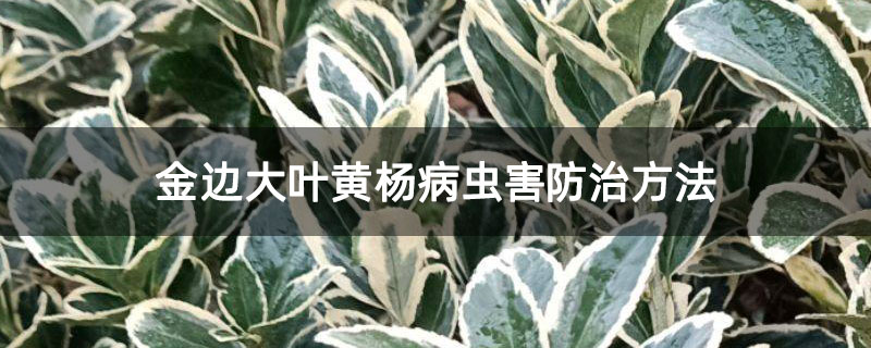 金边大叶黄杨病虫害防治方法 金边大叶黄杨病虫害防治方法