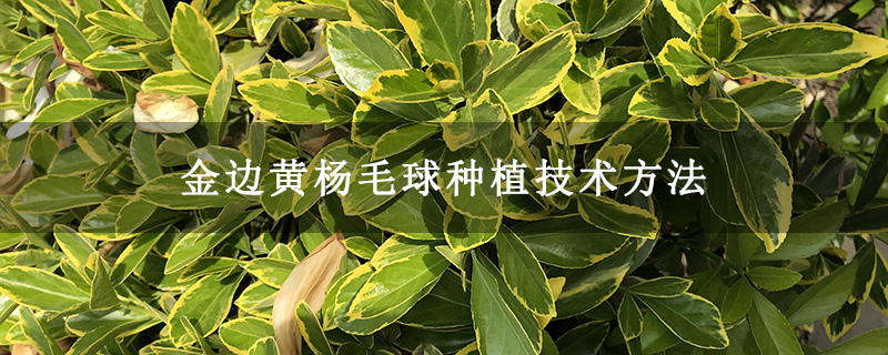 金边黄杨毛球种植技术方法