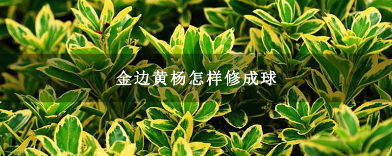 金边黄杨怎样修成球