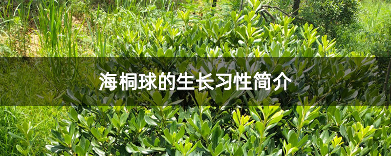 海桐球的生长习性简介