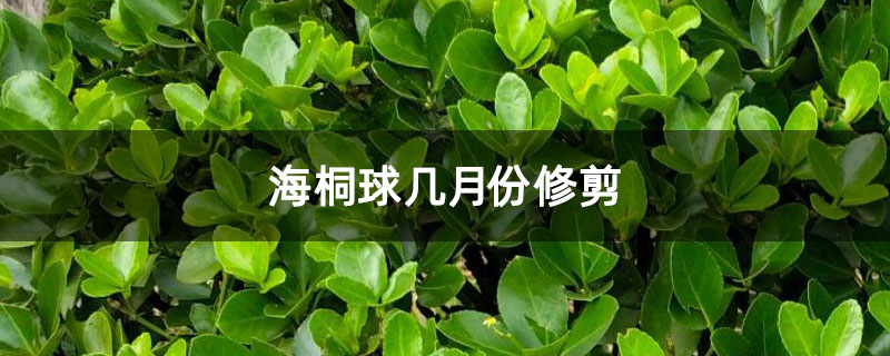 海桐球几月份修剪