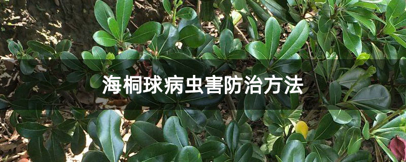 海桐球病虫害防治方法