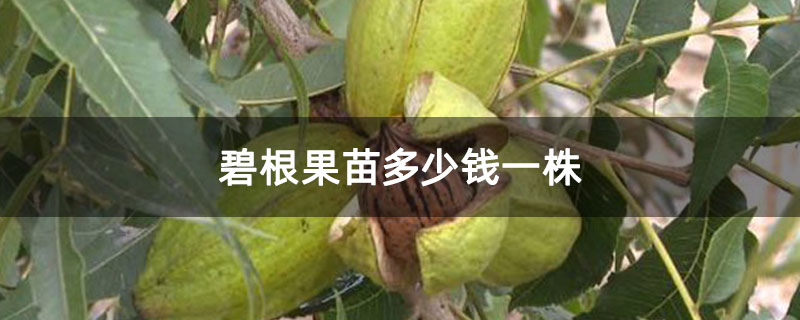 碧根果苗多少钱一株 碧根果苗多少钱一株