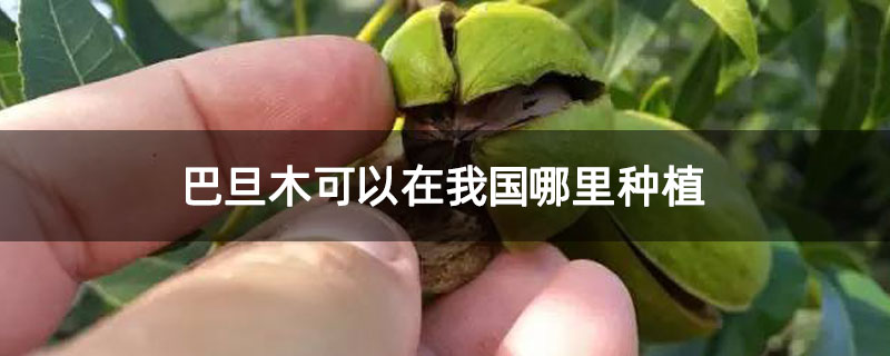巴旦木可以在我国哪里种植