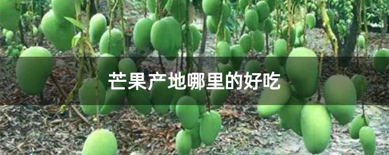 芒果产地哪里的好吃