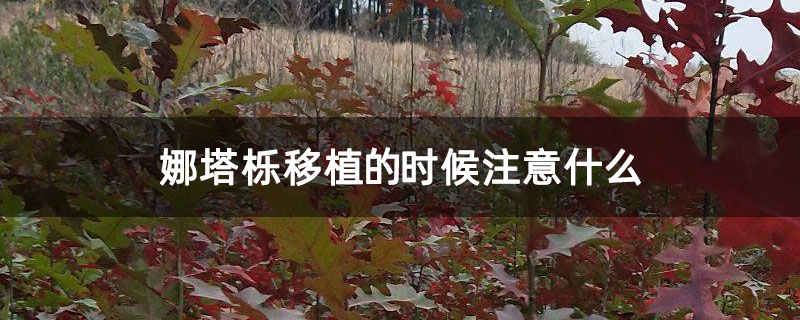娜塔栎移植的时候注意什么 娜塔栎移植的时候注意什么