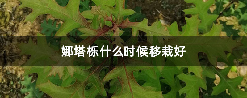 娜塔栎什么时候移栽好 娜塔栎什么时候移栽好