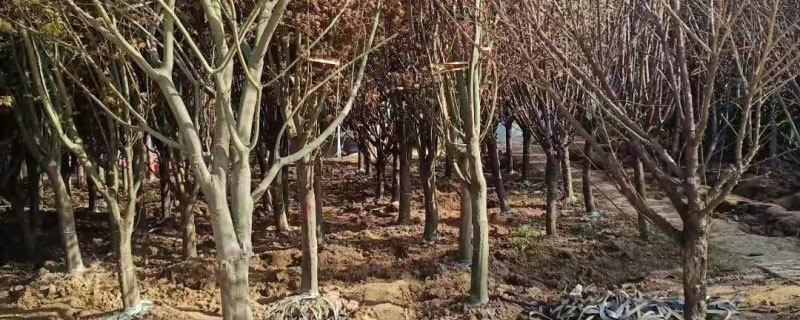 3公分鸡爪槭苗多少钱一棵