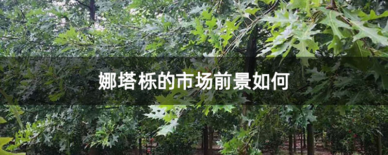 娜塔栎的市场前景如何 娜塔栎的市场前景如何