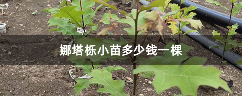 娜塔栎小苗多少钱一棵