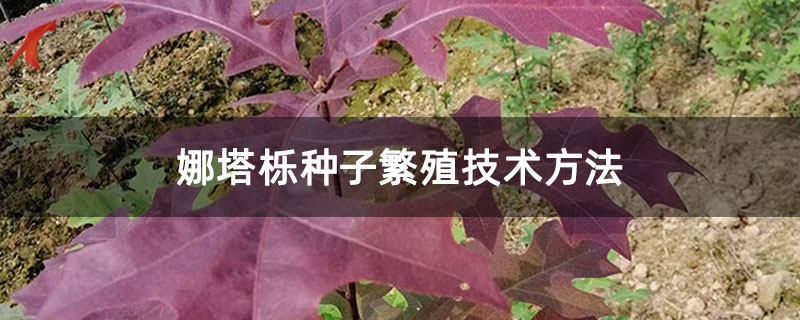 娜塔栎种子繁殖技术方法