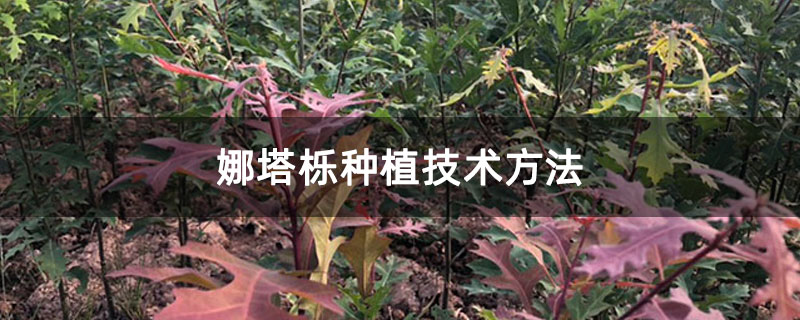 娜塔栎种植技术方法