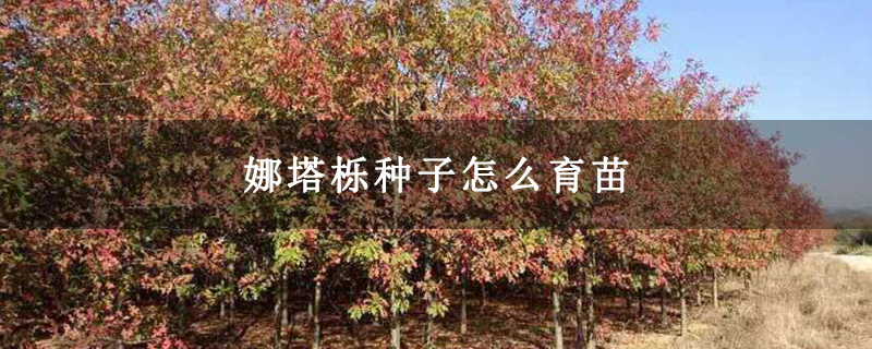 娜塔栎种子怎么育苗