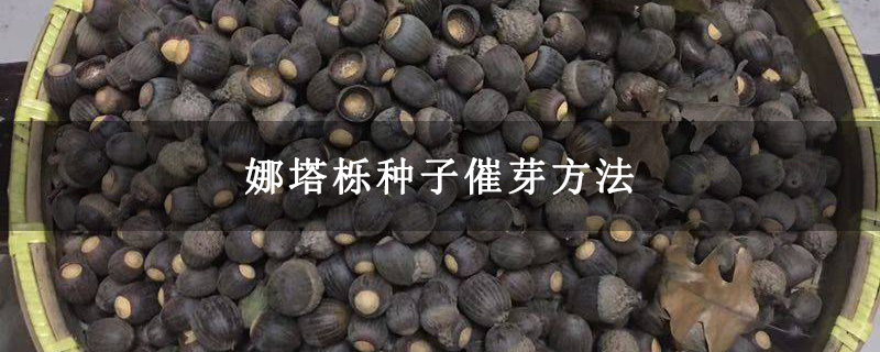 娜塔栎种子催芽方法