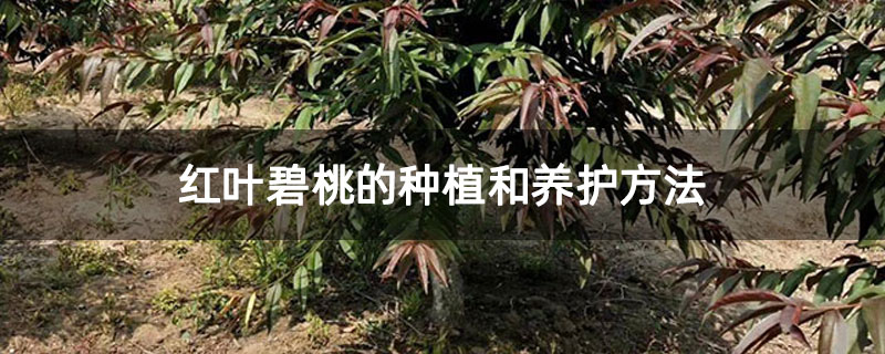 红叶碧桃的种植和养护方法 红叶碧桃的种植和养护方法