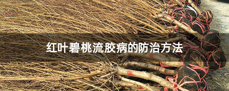 红叶碧桃流胶病的防治方法 红叶碧桃流胶病的防治方法