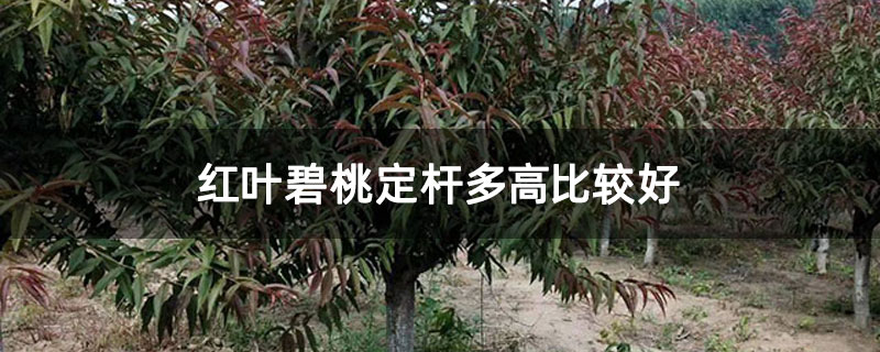 红叶碧桃定杆多高比较好 红叶碧桃定杆多高比较好
