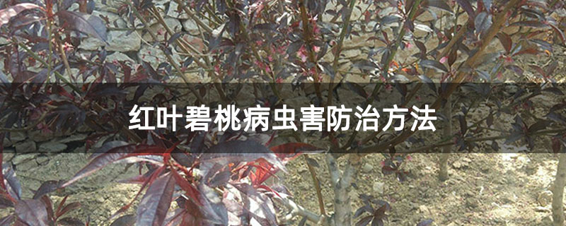 红叶碧桃病虫害防治方法
