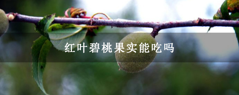 红叶碧桃果实能吃吗