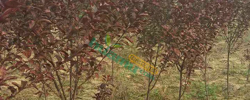 4公分红叶李多少钱一棵