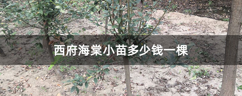 西府海棠小苗多少钱一棵