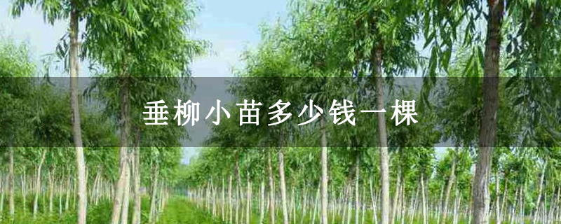 垂柳小苗多少钱一棵