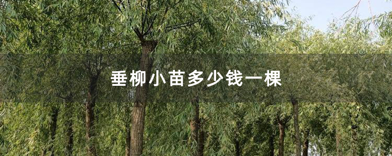 垂柳树苗多少钱一颗