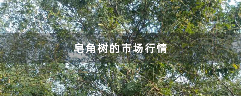 皂角树的市场行情