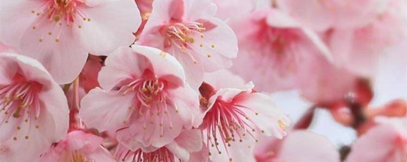 15公分樱花多少钱一棵