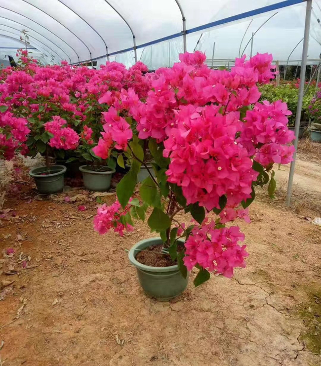 三角梅种植基地.jpg