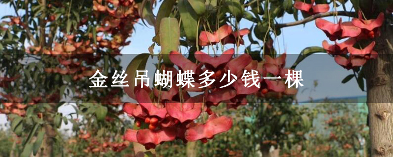 金丝吊蝴蝶多少钱一棵