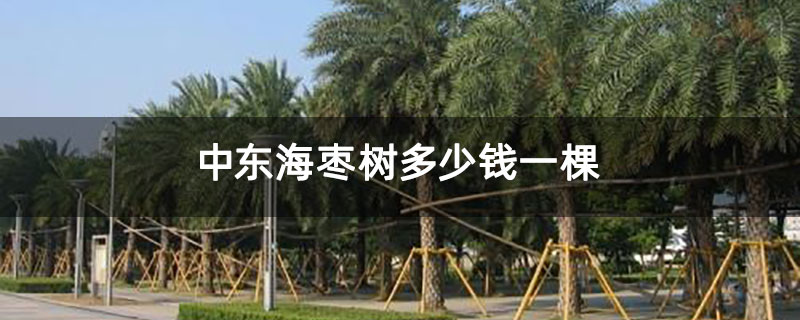 中东海枣树多少钱一棵