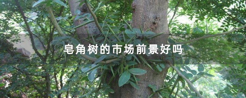 皂角树的市场前景好吗