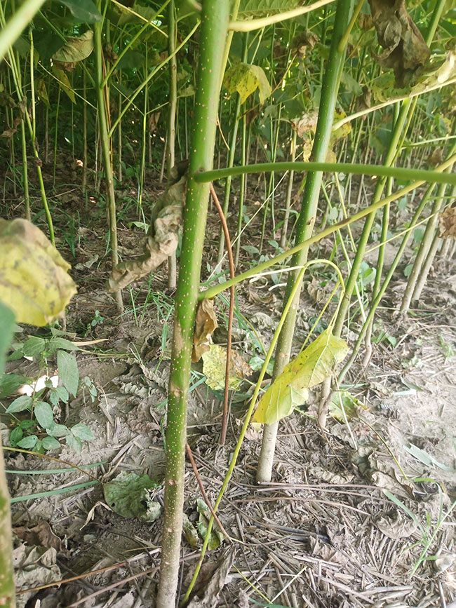 哪买水榆花楸苗