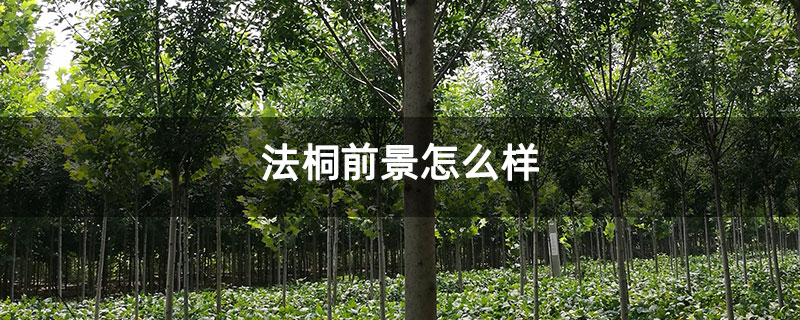 法桐前景怎么样 法桐前景怎么样