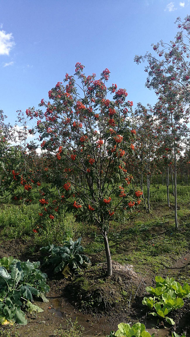 百花花楸树种子多少钱一斤？百花花秋种植前景怎么样？