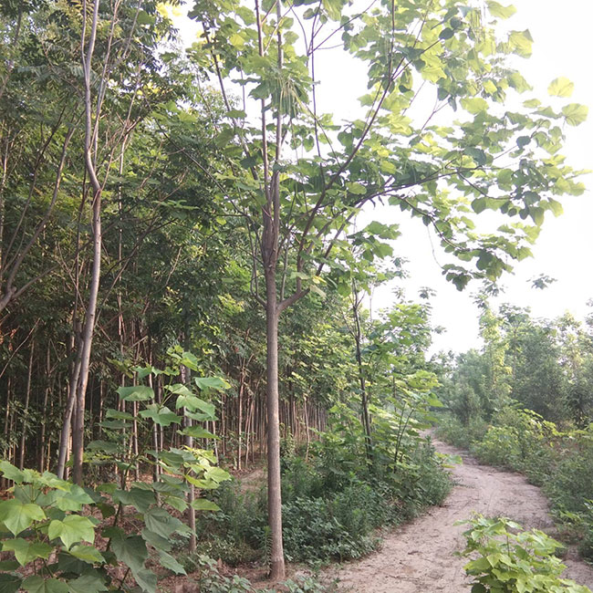 花楸