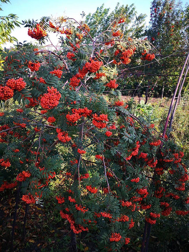 五公分百花花楸价格，百花花楸有种植前景吗?