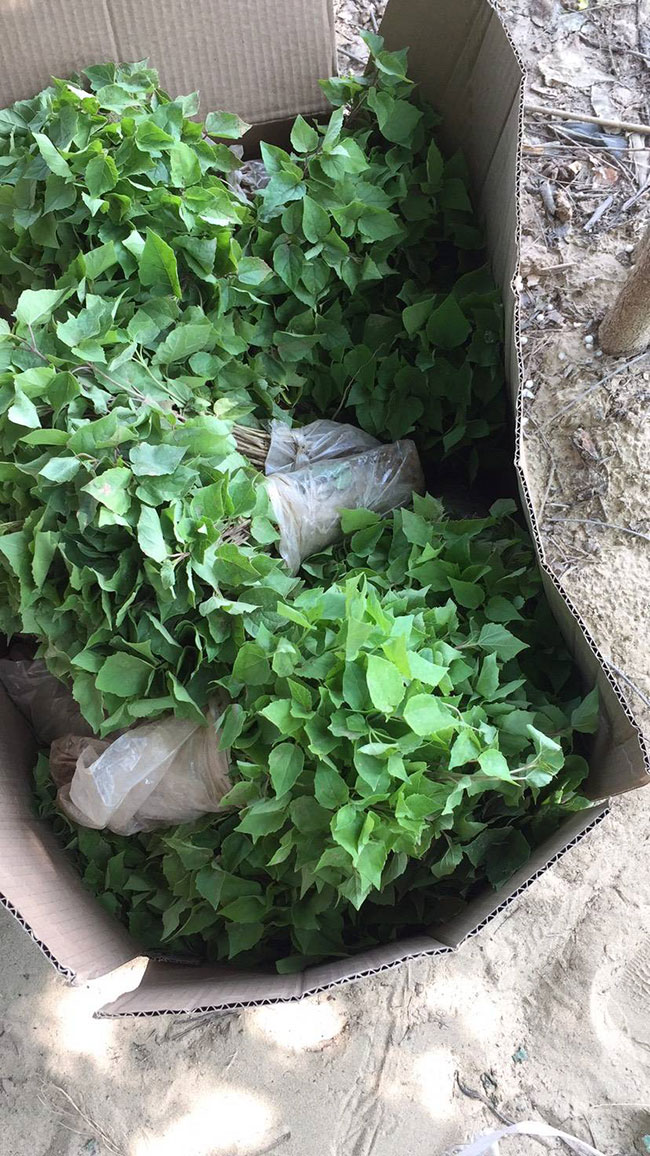 辽宁水榆花楸苗木价格多少钱一棵?百花花楸与水榆花楸区别有哪些?