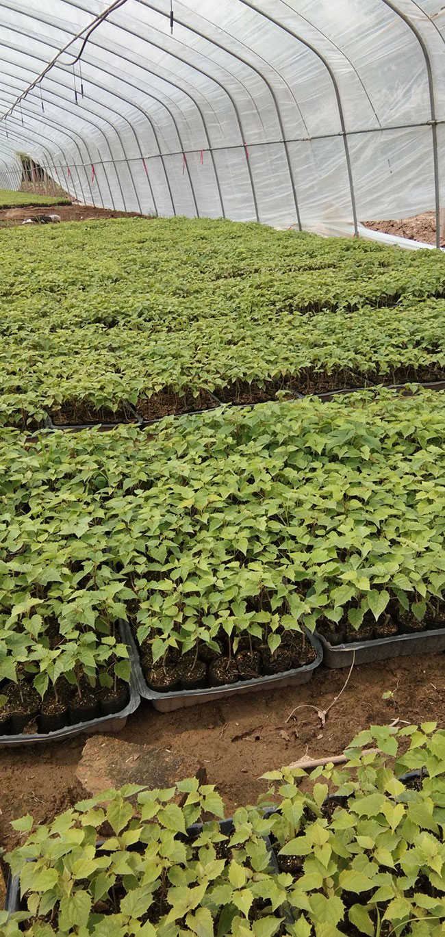 百花花楸与水榆花楸
