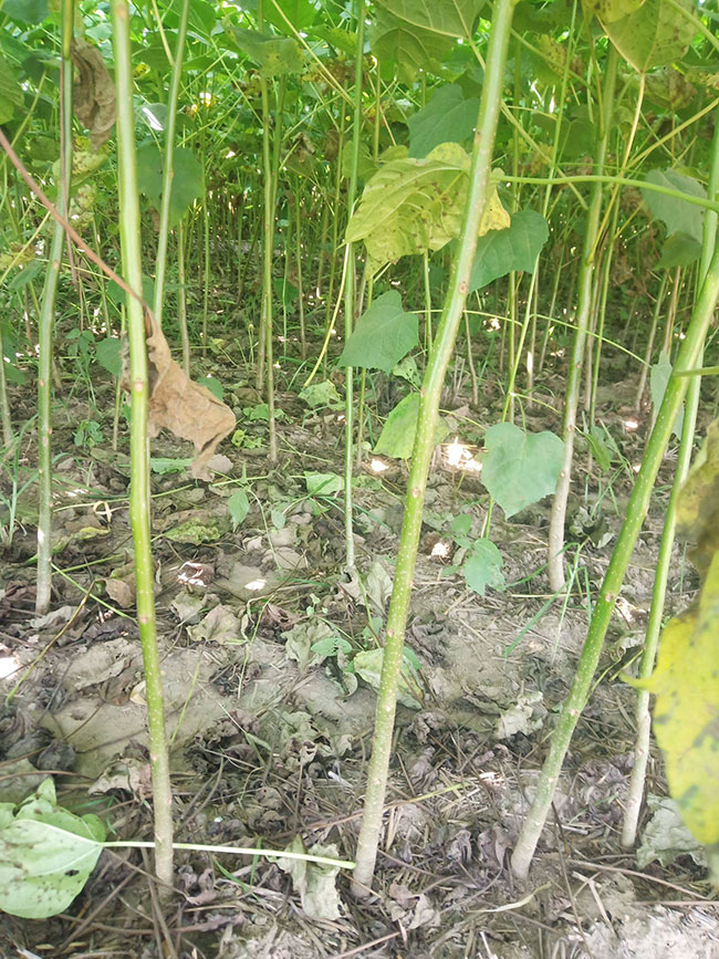 百花花楸与水榆花楸