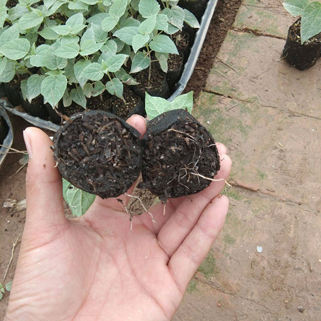 百花花楸价格多少钱一棵?百花花楸有种植前景怎么样?