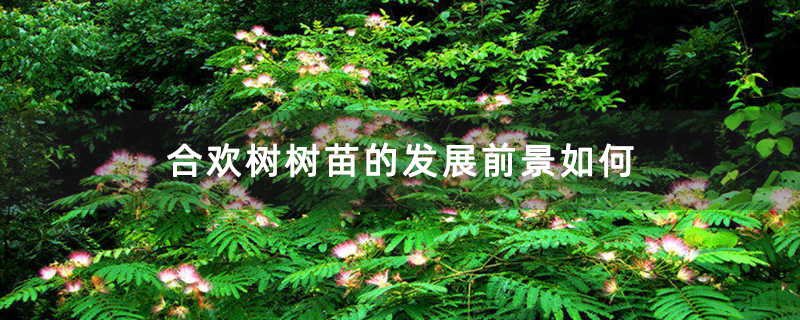 合欢树树苗的发展前景如何