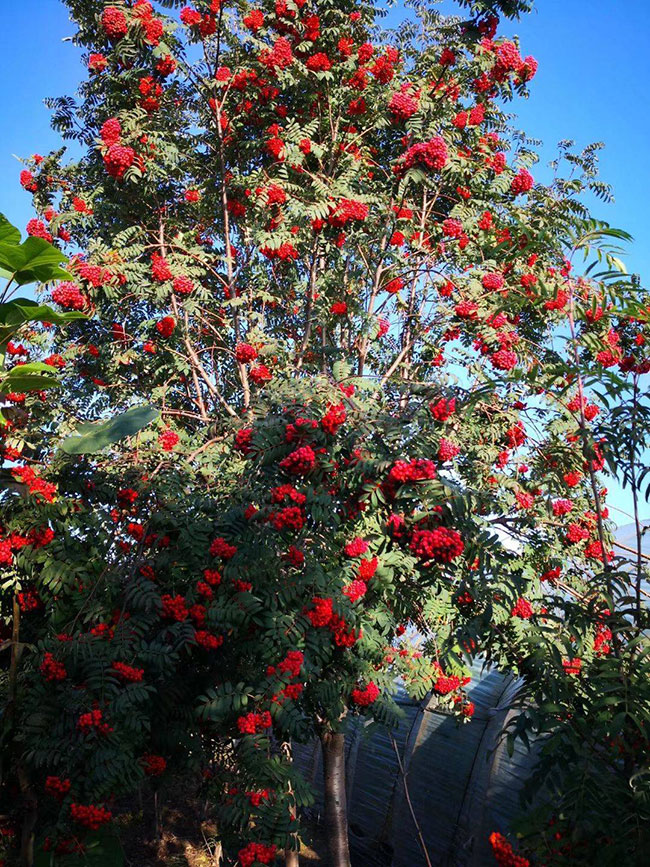 百花花楸价格多少钱一棵?百花花楸有种植前景怎么样?